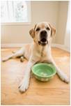 Golden Lab Dog